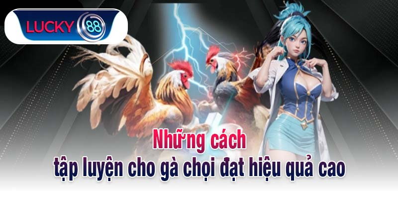 Những cách tập luyện cho gà chọi đạt hiệu quả cao
