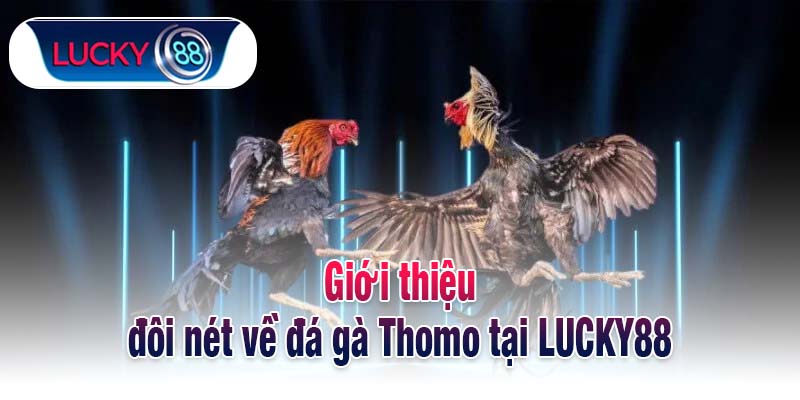Giới thiệu đôi nét về đá gà Thomo tại LUCKY88