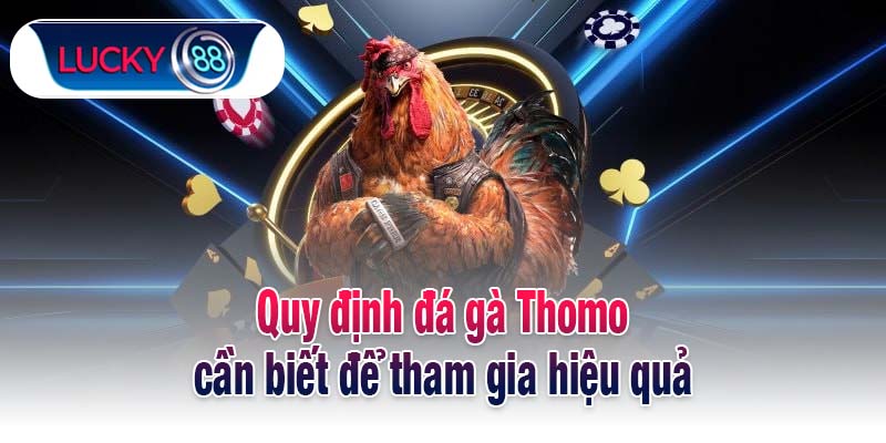 Quy định đá gà Thomo cần biết để tham gia hiệu quả